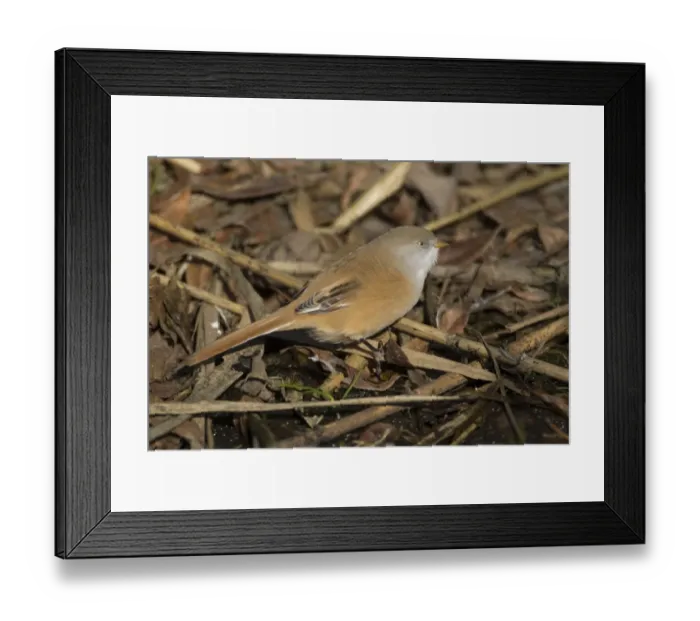 Framed Print : Bearded Tit (Panurus biarmicus) adult female, standing on reedbed litter, Norfolk, England, october Framed Print : Bearded Tit (Panurus biarmicus) adult female, standing on reedbed litter, Norfolk, England, october