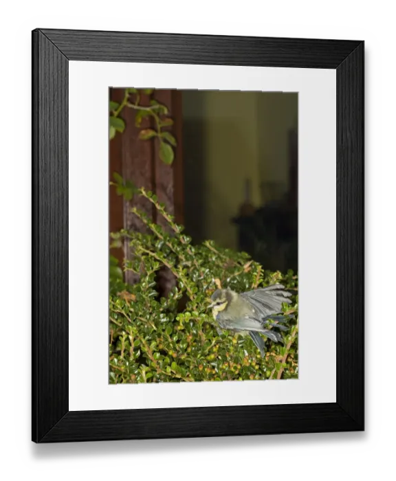 Framed Print : Blue Tit (Parus caeruleus) juvenile, recovering after hitting window, Norfolk, England, august Framed Print : Blue Tit (Parus caeruleus) juvenile, recovering after hitting window, Norfolk, England, august