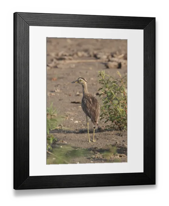 Framed Print : Double-striped Thick-knee (Burhinus bistriatus) adult, standing on riverbank, Costa Rica, february Framed Print : Double-striped Thick-knee (Burhinus bistriatus) adult, standing on riverbank, Costa Rica, february