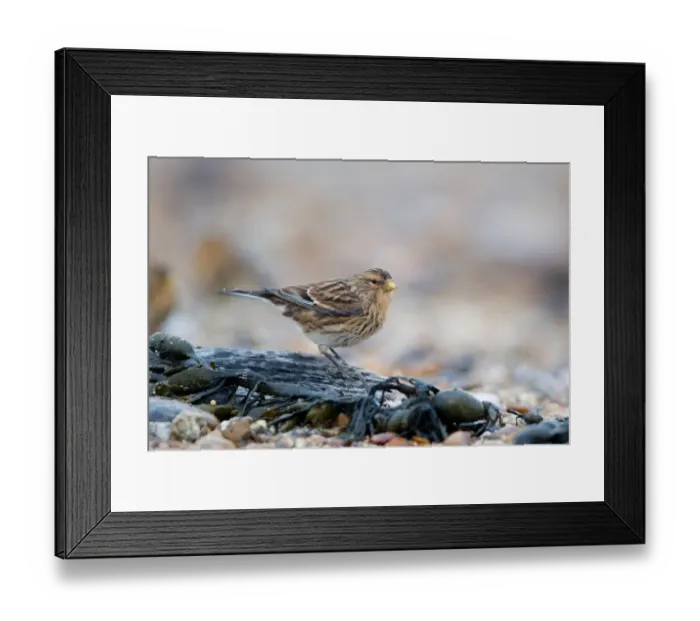 Framed Print : Twite (Acanthis flavirostris) adult, winter plumage, standing in shoreline debris on shingle beach, Suffolk, England, november Framed Print : Twite (Acanthis flavirostris) adult, winter plumage, standing in shoreline debris on shingle beach, Suffolk, England, november