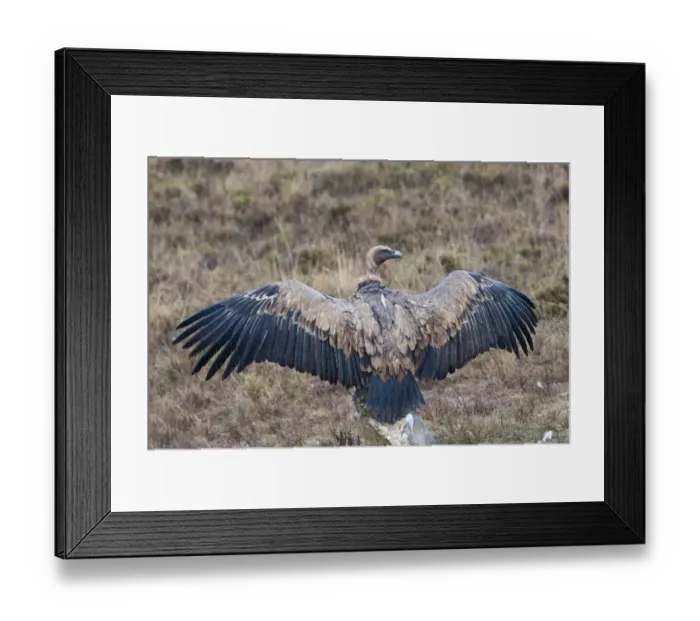 Framed Print : Eurasian Griffon Vulture (Gyps fulvus) adult, with wings spread, standing on rock, Spain, january