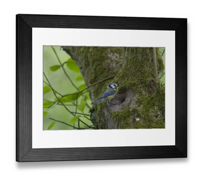 Framed Print : Blue Tit (Parus caeruleus) adult, with caterpillar in beak, at nesthole entrance in tree trunk, Ferry Wood, The Broads N. P. Norfolk, England, may