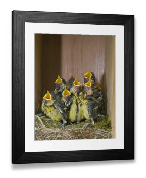 Framed Print : Great Tit (Parus major) chicks, near to fledging, begging in nestbox, Norfolk, England, april Framed Print : Great Tit (Parus major) chicks, near to fledging, begging in nestbox, Norfolk, England, april