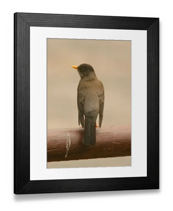 Framed Print : Austral Thrush (Turdus falcklandii magellanicus) adult, perched on railing, Puyhuehue N. P. Central Chile, november Framed Print : Austral Thrush (Turdus falcklandii magellanicus) adult, perched on railing, Puyhuehue N. P. Central Chile, november