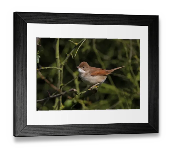 Framed Print : Common Whitethroat (Sylvia communis) immature, perched on twig in hedge, Norfolk, England, september Framed Print : Common Whitethroat (Sylvia communis) immature, perched on twig in hedge, Norfolk, England, september