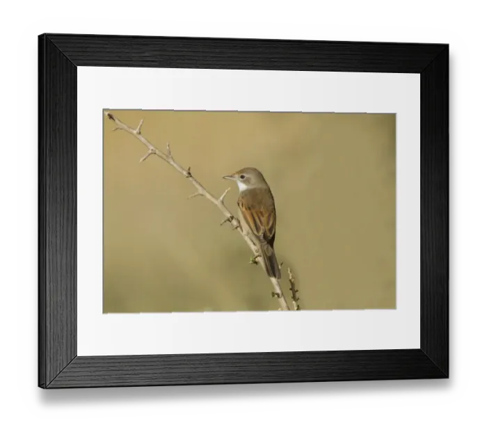 Framed Print : Common Whitethroat (Sylvia communis) adult female / immature, perched on twig, Northern Spain, september Framed Print : Common Whitethroat (Sylvia communis) adult female / immature, perched on twig, Northern Spain, september