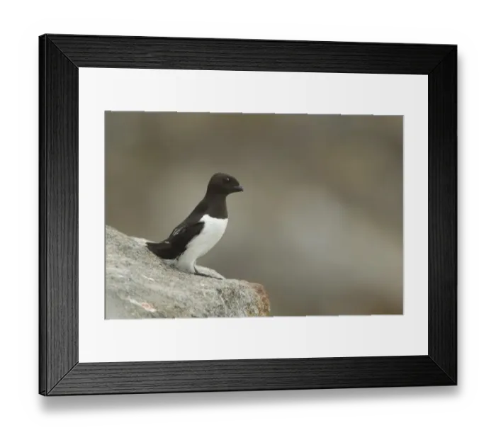 Framed Print : Little Auk (Alle alle) adult, summer plumage, standing on rock, Svalbard, july Framed Print : Little Auk (Alle alle) adult, summer plumage, standing on rock, Svalbard, july