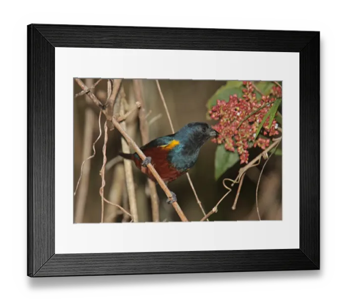 Framed Print : Chestnut-bellied Euphonia (Euphonia pectoralis) adult male, feeding on fruit, Iguazu N. P. Misiones, Argentina, april Framed Print : Chestnut-bellied Euphonia (Euphonia pectoralis) adult male, feeding on fruit, Iguazu N. P. Misiones, Argentina, april