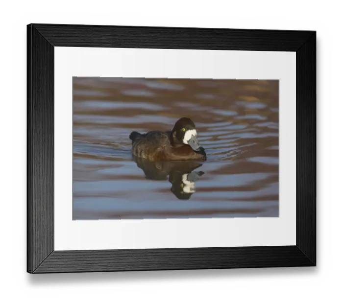 Framed Print : Greater Scaup (Aythya marila) adult female, swimming, Slimbridge W. W. T. (captive) Framed Print : Greater Scaup (Aythya marila) adult female, swimming, Slimbridge W. W. T. (captive)