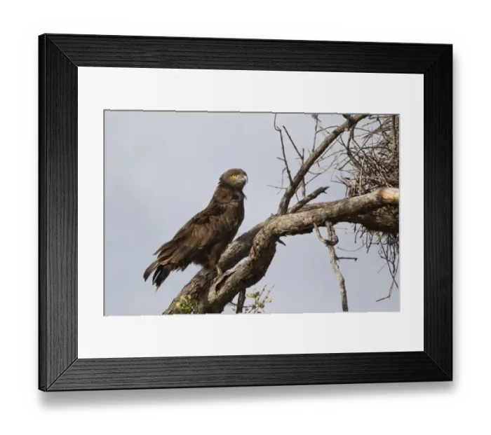 Framed Print : Brown Snake-eagle (Circaetus cinereus) adult, perched on branch beside buffalo-weaver nest, Okavango Delta, Botswana Framed Print : Brown Snake-eagle (Circaetus cinereus) adult, perched on branch beside buffalo-weaver nest, Okavango Delta, Botswana