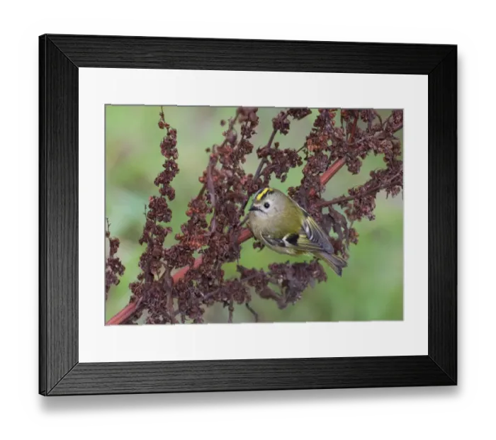 Framed Print : Goldcrest (Regulus regulus) adult, autumn migrant, perched on seedhead, Northumberland, England, october Framed Print : Goldcrest (Regulus regulus) adult, autumn migrant, perched on seedhead, Northumberland, England, october
