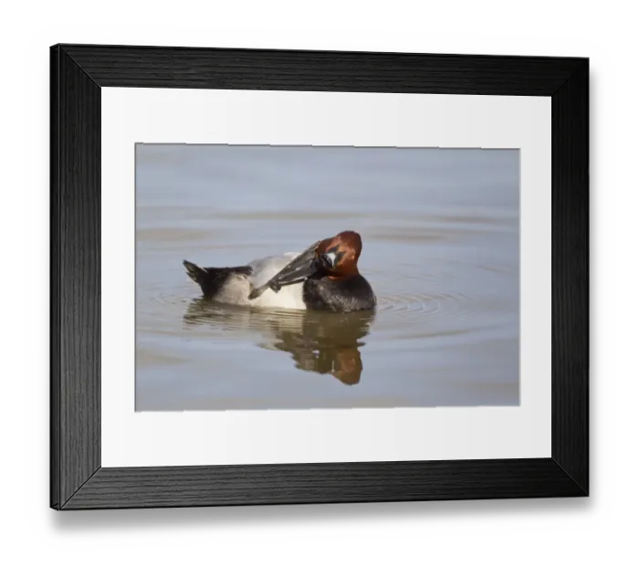 Framed Print : Common Pochard (Aythya ferina) adult male, preening on water, Slimbridge, Gloucestershire, England, february Framed Print : Common Pochard (Aythya ferina) adult male, preening on water, Slimbridge, Gloucestershire, England, february