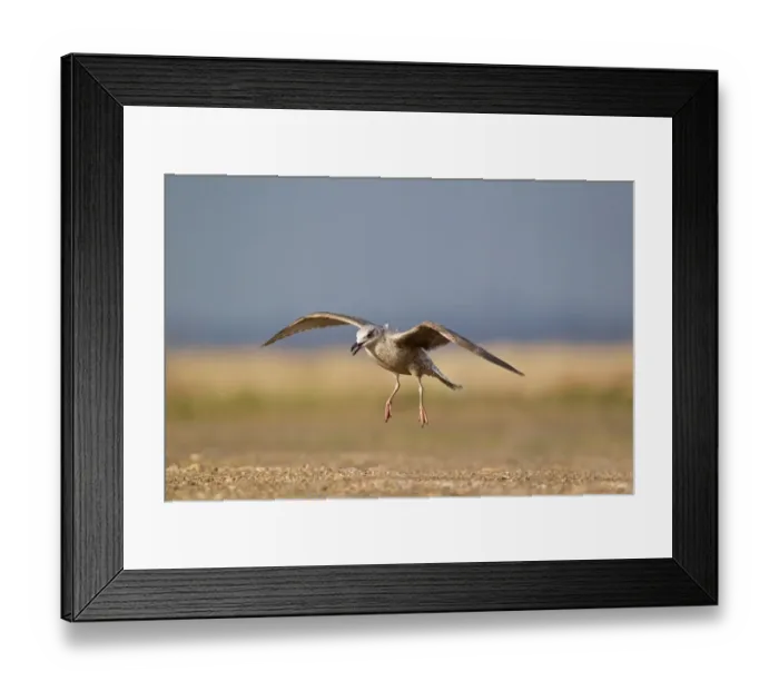 Framed Print : Herring Gull (Larus argentatus) immature, first winter plumage, in flight, landing, Suffolk, England, february