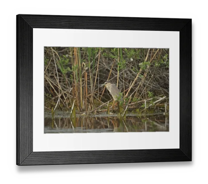 Framed Print : Black-crowned Night-heron (Nycticorax nyctocorax) immature, second winter plumage, standing on reed stems in wetland, Tulcea, Danube Delta, Dobrogea, Romania, may
