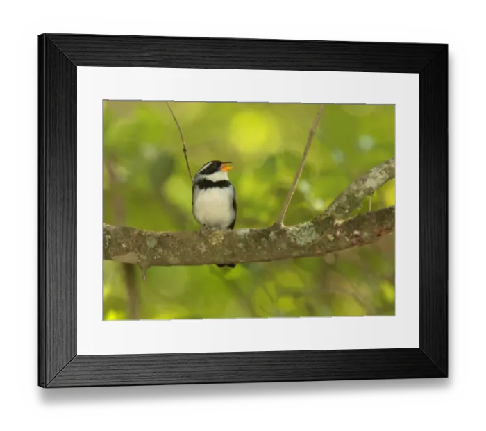Framed Print : Saffron-billed Sparrow (Arremon flavirostris) adult, singing, perched on branch, Reserva El Bagual, Formosa, Argentina, october Framed Print : Saffron-billed Sparrow (Arremon flavirostris) adult, singing, perched on branch, Reserva El Bagual, Formosa, Argentina, october