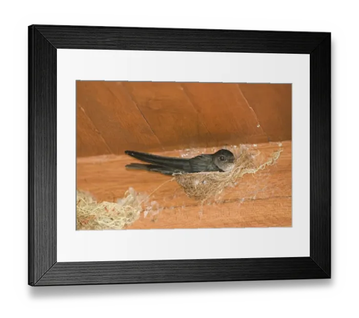 Framed Print : Glossy Swiftlet (Collocalia esculenta) adult, sitting on nest, nesting inside dwelling, Cebu Island, Philippines Framed Print : Glossy Swiftlet (Collocalia esculenta) adult, sitting on nest, nesting inside dwelling, Cebu Island, Philippines