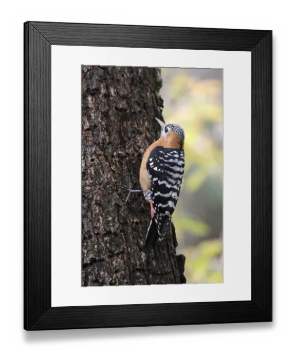 Framed Print : Rufous-bellied Woodpecker (Dendrocopos hyperythrus) adult female, feeding at sap wells on pine tree trunk, Meilixueshan, Yunnan, China, may Framed Print : Rufous-bellied Woodpecker (Dendrocopos hyperythrus) adult female, feeding at sap wells on pine tree trunk, Meilixueshan, Yunnan, China, may