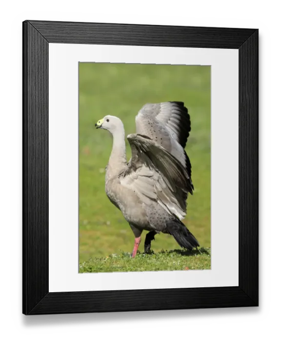 Framed Print : Cape Barren Goose (Cereopsis novaehollandiae) adult, in threatening pose with wings raised, Adelaide, South Australia, Australia Framed Print : Cape Barren Goose (Cereopsis novaehollandiae) adult, in threatening pose with wings raised, Adelaide, South Australia, Australia