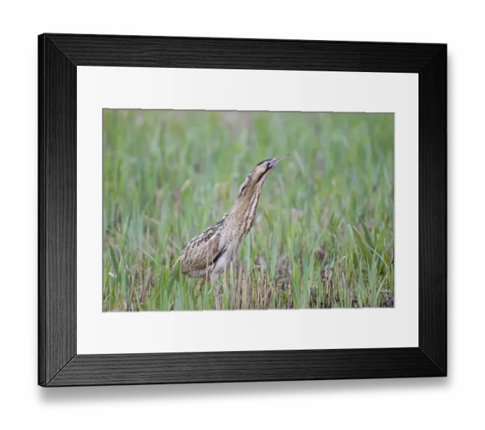 Framed Print : Great Bittern (Botaurus stellaris) adult male, standing amongst fresh reedbed growth, Minsmere RSPB Reserve, Suffolk, England, april Framed Print : Great Bittern (Botaurus stellaris) adult male, standing amongst fresh reedbed growth, Minsmere RSPB Reserve, Suffolk, England, april