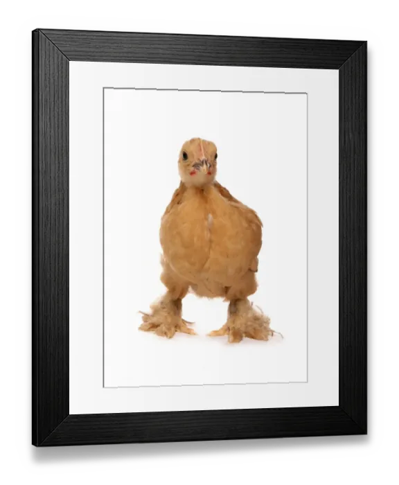 Framed Print : Domestic Chicken, Buff Pekin Bantam, chick, standing Framed Print : Domestic Chicken, Buff Pekin Bantam, chick, standing