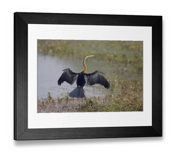 Framed Print : Oriental Darter (Anhinga melanogaster) adult, drying wings, perched on stump in water, Keoladeo Ghana N. P. (Bharatpur), Rajasthan, India