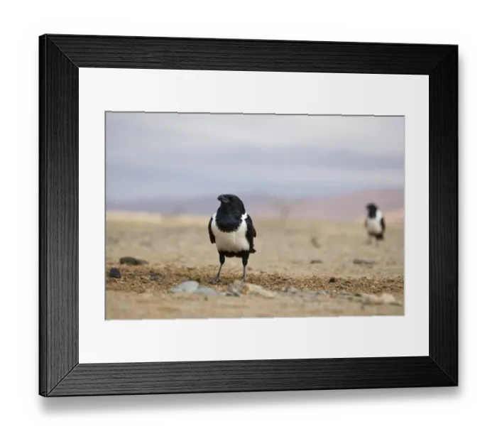 Framed Print : Pied Crow (Corvus albus) two adults, standing in desert, Sossusvlei, Namib-Naukluft N. P. Namib Desert, Namibia Framed Print : Pied Crow (Corvus albus) two adults, standing in desert, Sossusvlei, Namib-Naukluft N. P. Namib Desert, Namibia