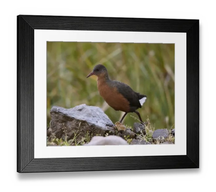 Framed Print : Rouget's Rail (Rougetius rougetii) adult, walking on rocks in drizzle, Bale Mountains, Oromia, Ethiopia