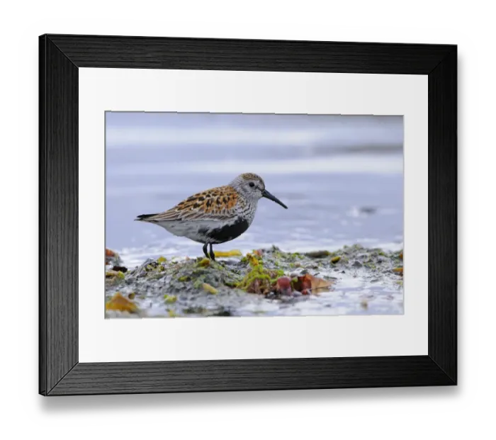 Framed Print : Dunlin (Calidris alpina) adult, breeding plumage, foraging amongst seaweed on seashore, Varanger, Norway, may Framed Print : Dunlin (Calidris alpina) adult, breeding plumage, foraging amongst seaweed on seashore, Varanger, Norway, may