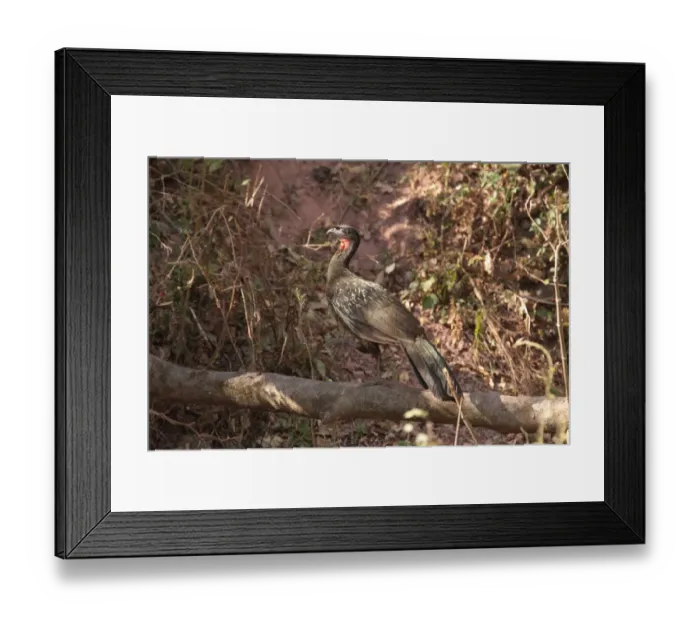 Framed Print : Dusky-legged Guan (Penelope obscura bridgesii) Yungas Guan, adult, walking on log, San Salvador de Jujuy, Jujuy, Argentina, july Framed Print : Dusky-legged Guan (Penelope obscura bridgesii) Yungas Guan, adult, walking on log, San Salvador de Jujuy, Jujuy, Argentina, july