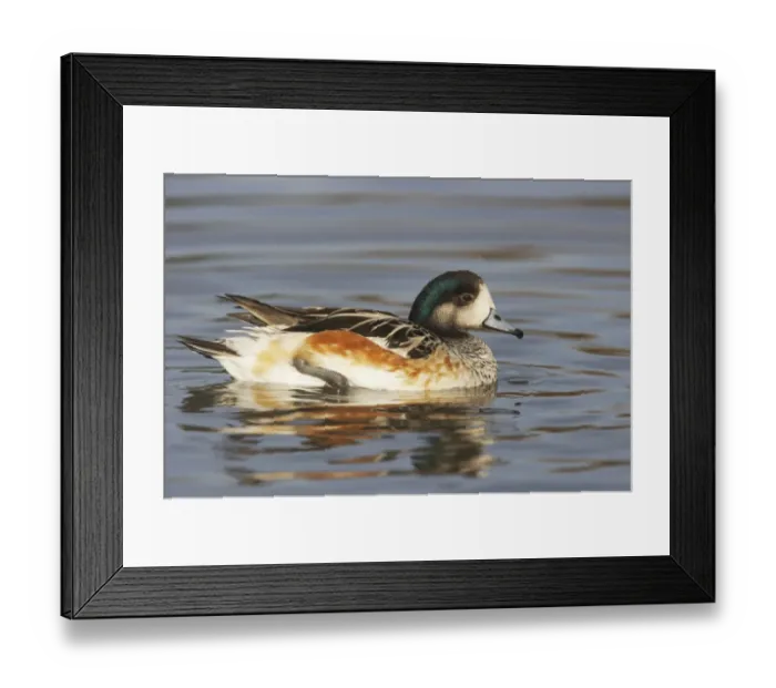 Framed Print : Chiloe Wigeon (Anas sibilatrix) adult male, swimming, Slimbridge W. W. T. (captive)