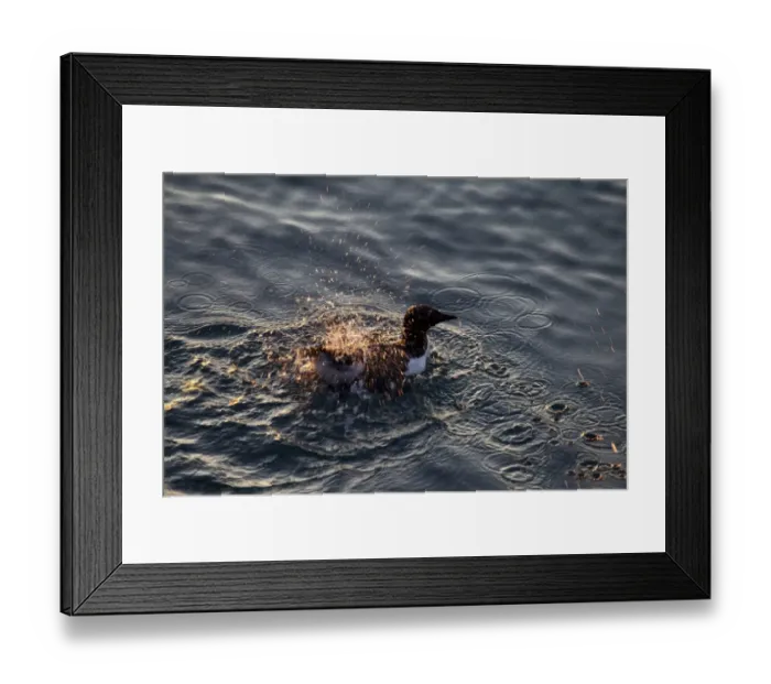 Framed Print : Brunnich's Guillemot (Uria lomvia) adult, bathing, splashing water, Spitsbergen, Svalbard, august