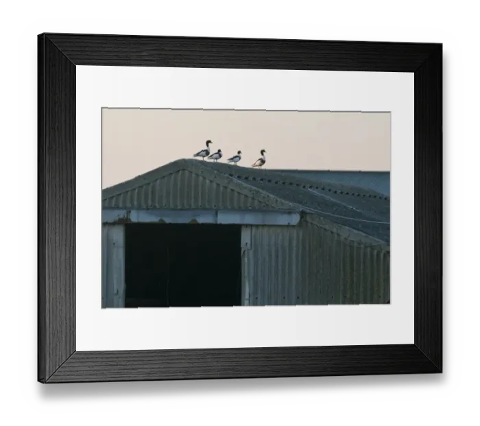 Framed Print : Common Shelduck (Tadorna tadorna) four adults, standing on barn roof, North Kent Marshes, Isle of Sheppey, Kent, England, may