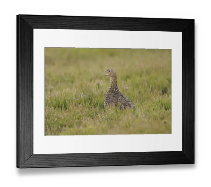 Framed Print : Red Grouse (Lagopus lagopus scoticus) immature, calling in heavy rain shower, amongst heather on moorland, Yorkshire Dales N. P. Yorkshire, England, july Framed Print : Red Grouse (Lagopus lagopus scoticus) immature, calling in heavy rain shower, amongst heather on moorland, Yorkshire Dales N. P. Yorkshire, England, july