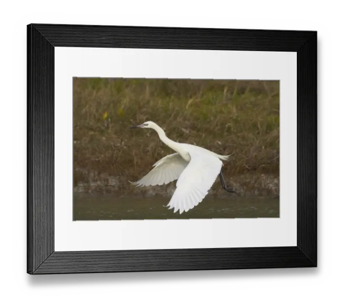 Framed Print : Reddish Egret (Egretta rufescens) white morph, adult, in flight, taking off from water, Fort de Soto, Florida, U. S. A Framed Print : Reddish Egret (Egretta rufescens) white morph, adult, in flight, taking off from water, Fort de Soto, Florida, U. S. A
