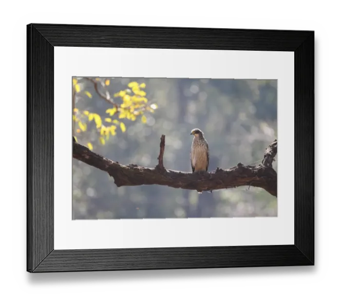 Framed Print : Changeable Hawk-eagle (Nisaetus cirrhatus) immature, perched on branch, Kanha N. P. Madhya Pradesh, India, november Framed Print : Changeable Hawk-eagle (Nisaetus cirrhatus) immature, perched on branch, Kanha N. P. Madhya Pradesh, India, november