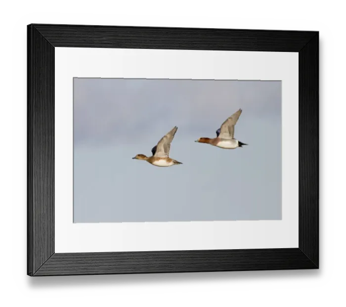 Framed Print : Eurasian Wigeon (Anas penelope) adult pair, in flight, Slimbridge, Gloucestershire, England, january Framed Print : Eurasian Wigeon (Anas penelope) adult pair, in flight, Slimbridge, Gloucestershire, England, january