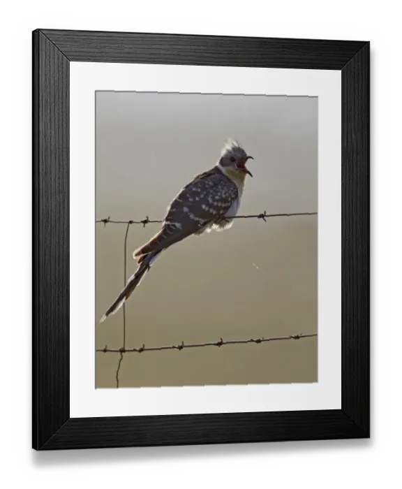 Framed Print : Great Spotted Cuckoo (Clamator glandarius) adult, with beak open, perched on barbed wire fence, Extremadura, Spain, april Framed Print : Great Spotted Cuckoo (Clamator glandarius) adult, with beak open, perched on barbed wire fence, Extremadura, Spain, april