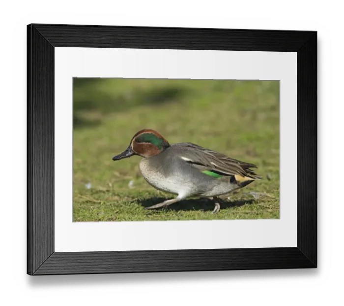 Framed Print : Common Teal (Anas crecca) adult male, walking on pasture, Norfolk, England, october Framed Print : Common Teal (Anas crecca) adult male, walking on pasture, Norfolk, England, october