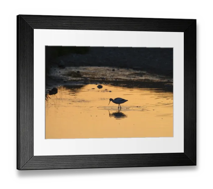 Framed Print : Eurasian Avocet (Recurvirostra avocetta) adult, foraging in water at sunset, Cley, Norfolk, England, may Framed Print : Eurasian Avocet (Recurvirostra avocetta) adult, foraging in water at sunset, Cley, Norfolk, England, may
