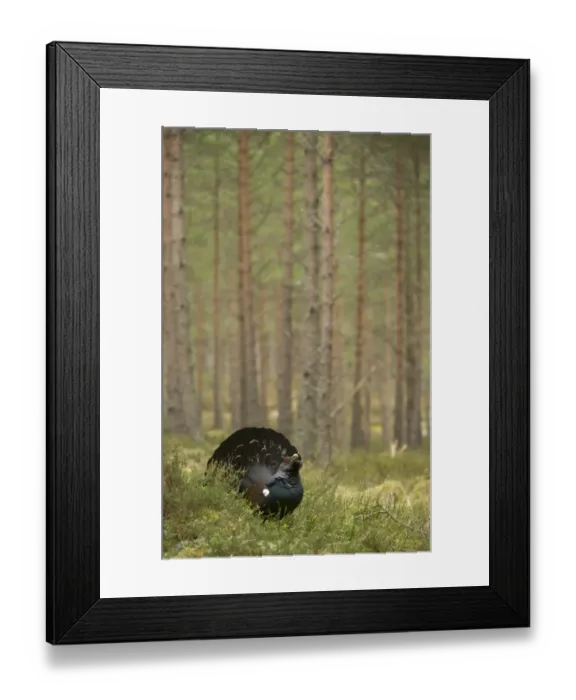 Framed Print : Western Capercaillie (Tetrao urogallus) rogue adult male, displaying in pine forest habitat, Cairngorm N. P. Highlands, Scotland, march Framed Print : Western Capercaillie (Tetrao urogallus) rogue adult male, displaying in pine forest habitat, Cairngorm N. P. Highlands, Scotland, march