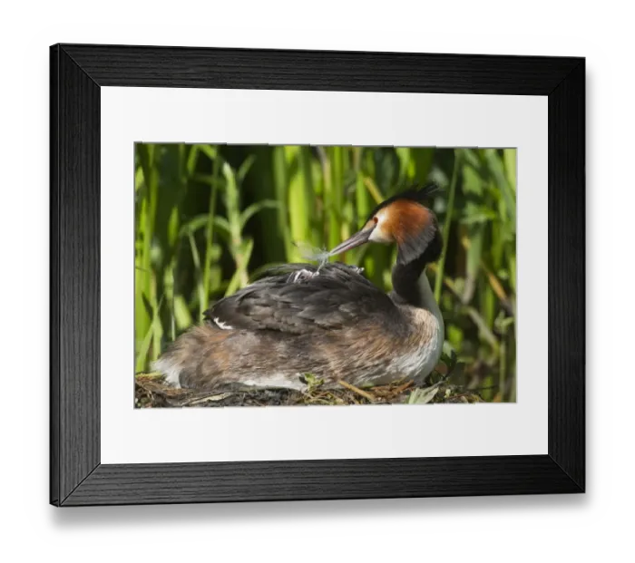 Framed Print : Great Crested Grebe (Podiceps cristatus) adult with chicks, parent offering feather to chick on back at nest, River Thames, England, may Framed Print : Great Crested Grebe (Podiceps cristatus) adult with chicks, parent offering feather to chick on back at nest, River Thames, England, may