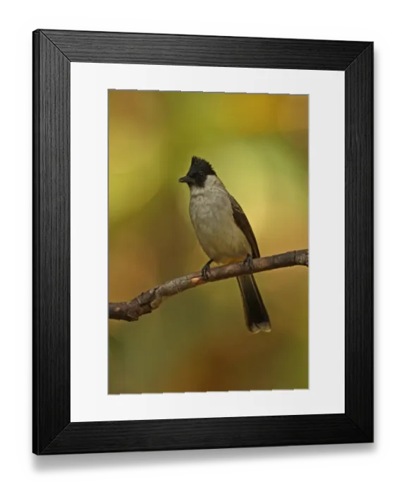 Framed Print : Sooty-headed Bulbul (Pycnonotus aurigaster thais) adult, perched on twig, Kaeng Krachan N. P. Thailand, november