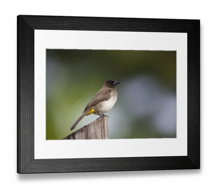 Framed Print : Common Bulbul (Pycnonotus barbatus) adult, perched on post, Uganda Framed Print : Common Bulbul (Pycnonotus barbatus) adult, perched on post, Uganda