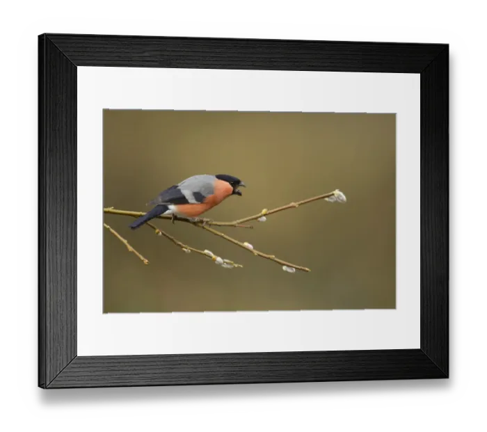 Framed Print : Eurasian Bullfinch (Pyrrhula pyrrhula) adult male, in aggressive display, perched on twig with catkins, Sheffield, South Yorkshire, England, april Framed Print : Eurasian Bullfinch (Pyrrhula pyrrhula) adult male, in aggressive display, perched on twig with catkins, Sheffield, South Yorkshire, England, april