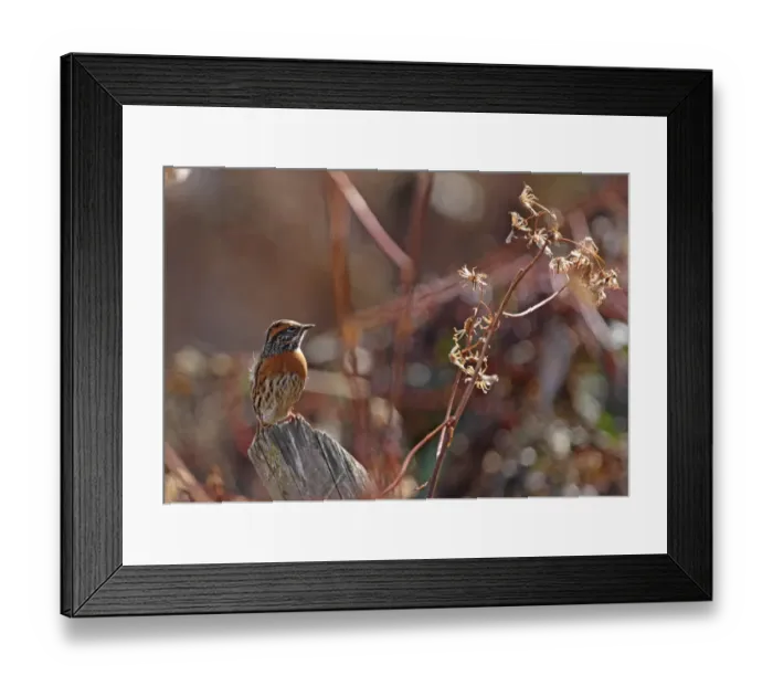 Framed Print : Rufous-breasted Accentor (Prunella strophiata strophiata) adult, perched on post, Eaglenest Wildlife Sanctuary, Arunachal Pradesh, India, january Framed Print : Rufous-breasted Accentor (Prunella strophiata strophiata) adult, perched on post, Eaglenest Wildlife Sanctuary, Arunachal Pradesh, India, january