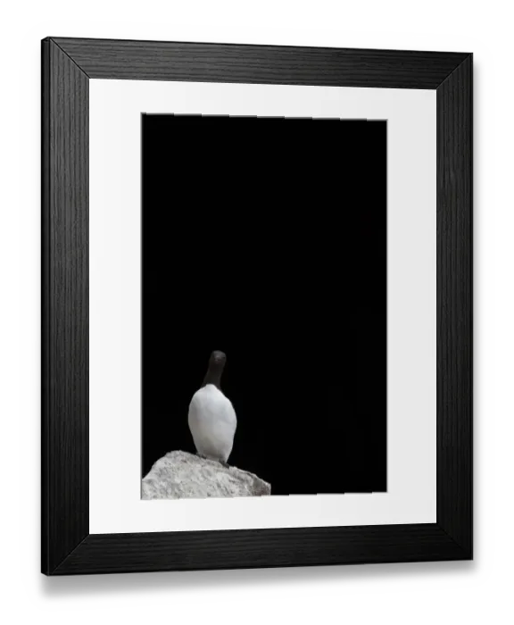 Framed Print : Common Guillemot (Uria aalge) adult, standing on rock in front of dark cave, County Wexford, Ireland Framed Print : Common Guillemot (Uria aalge) adult, standing on rock in front of dark cave, County Wexford, Ireland