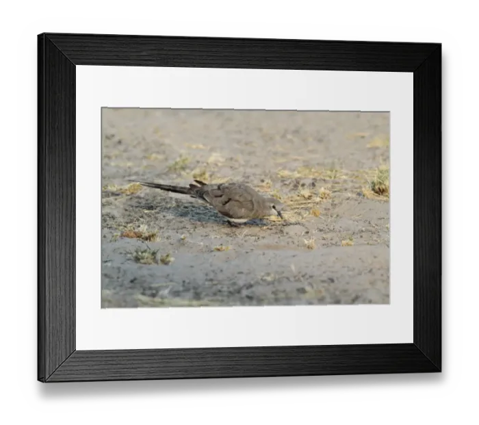 Framed Print : Namaqua Dove (Oena capensis) adult female, foraging on ground, Okavango Delta, Botswana Framed Print : Namaqua Dove (Oena capensis) adult female, foraging on ground, Okavango Delta, Botswana