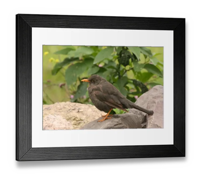 Framed Print : Chiguanco Thrush (Turdus chiguanco anthracinus) adult, standing on rock, Cuesta del Obispo, Salta, Argentina, april Framed Print : Chiguanco Thrush (Turdus chiguanco anthracinus) adult, standing on rock, Cuesta del Obispo, Salta, Argentina, april