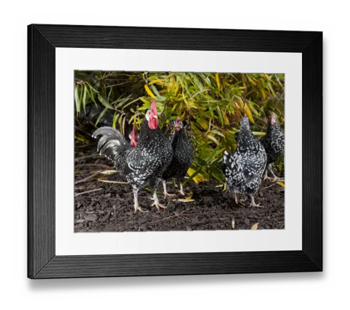 Framed Print : Domestic Chicken, Ancona cockerels and hens, standing, Whitewell, Lancashire, England, november Framed Print : Domestic Chicken, Ancona cockerels and hens, standing, Whitewell, Lancashire, England, november