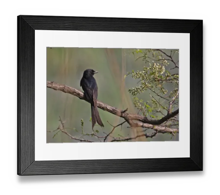 Framed Print : Black Drongo (Dicrurus macrocercus cathoecus) adult, perched on branch, Beidaihe, Hebei, China, may Framed Print : Black Drongo (Dicrurus macrocercus cathoecus) adult, perched on branch, Beidaihe, Hebei, China, may